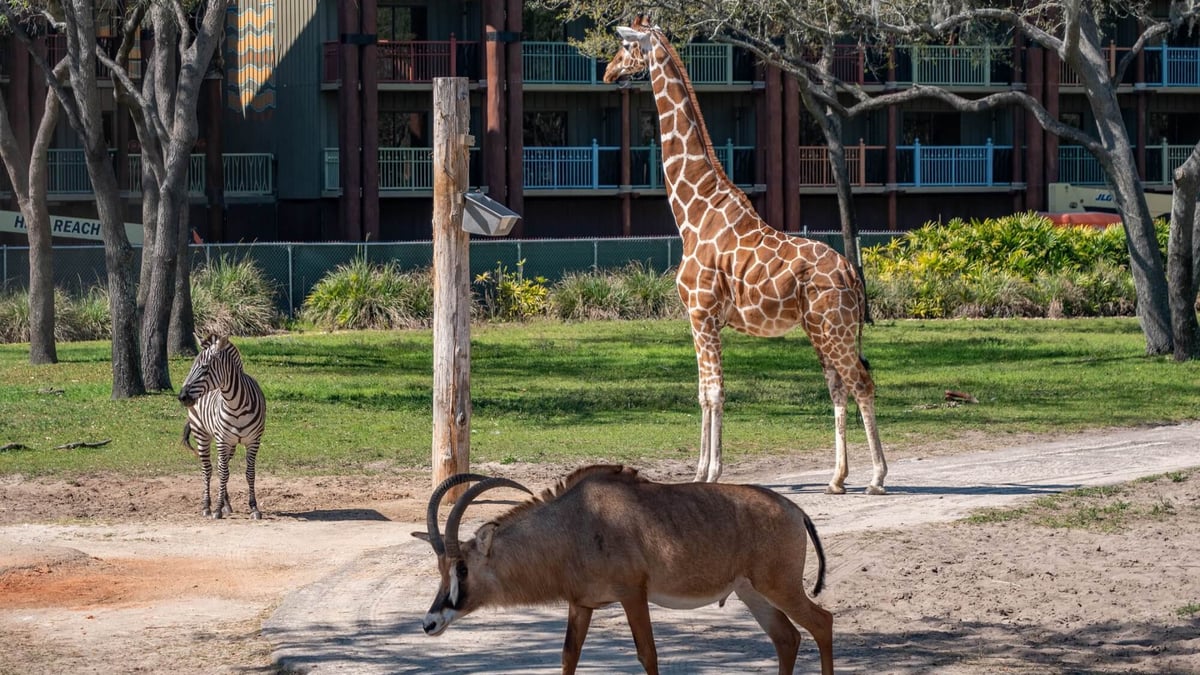 Animals at the Animal Kingdom Lodge Savanna